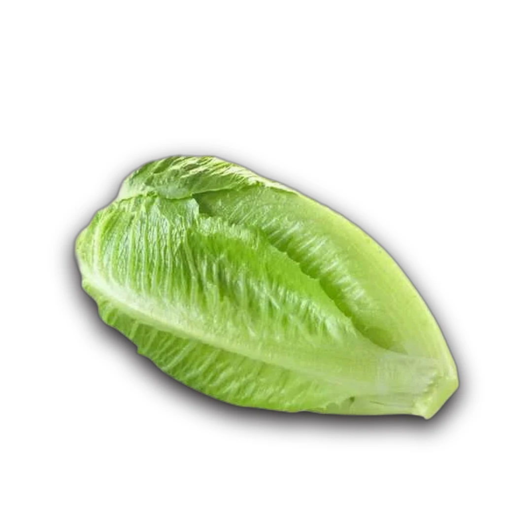 خس مستدير كبير الحجم
